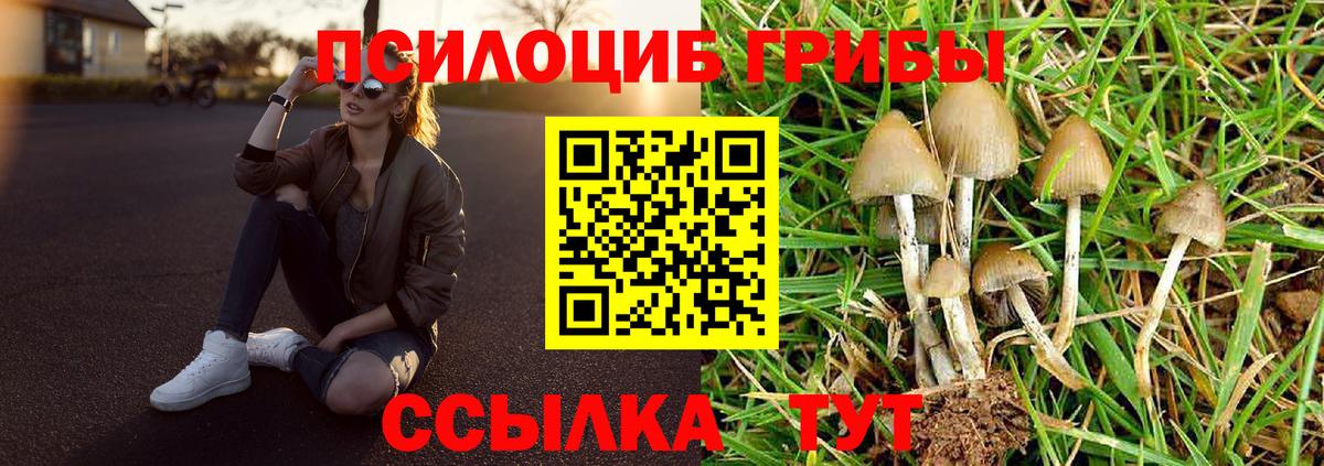 Псилоцибиновые грибы Psilocybine cubensis Борзя